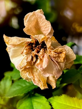 Withered rose with brown petal and pollen, photo