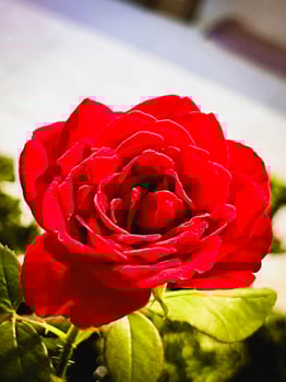 Heart Throb Rose plant,bright red velvet petals, photo