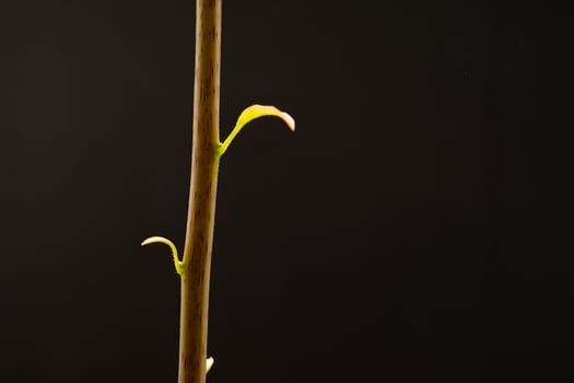 Macro shot of avocado plant leaves isolated on a black background. photo