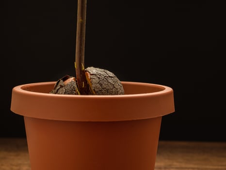Macro shot of sprouted avocado seed planted in a potted on a wooden table. photo