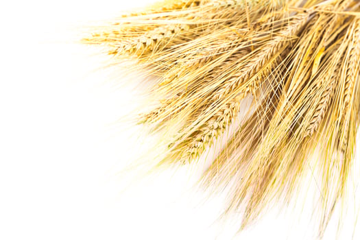 wheat ears isolated on white background photo