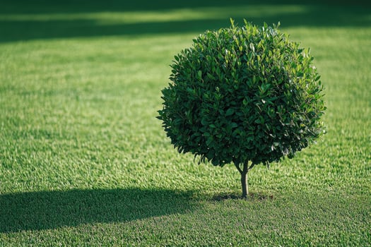 Beautifully Pruned Round Bush on a Green Lawn Area photo
