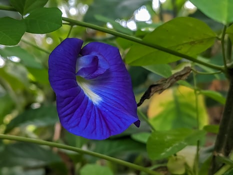 Close-up of a vibrant blue butterfly pea flower with lush green leaves in the background, showcasing its vivid color and natural beauty, perfect for botanical and garden themes. photo