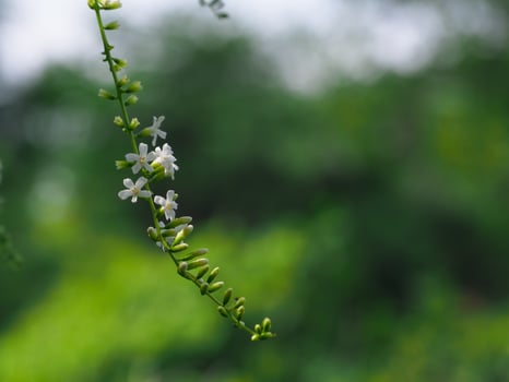 Florida fiddlewood white flowers in the garden during the rainy season photo
