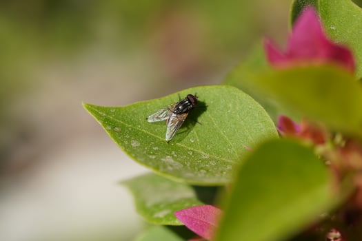 A fly on a leaf with pink flowers photo