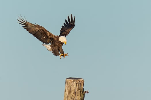 The Eagle's Prey A Hunter's Quest photo
