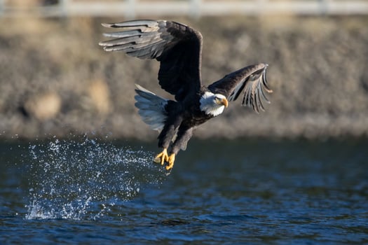 Majestic King Eagle in Action Hunting its Prey photo