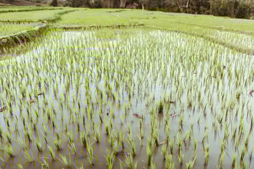 Rice field in Myanmar. Water photo