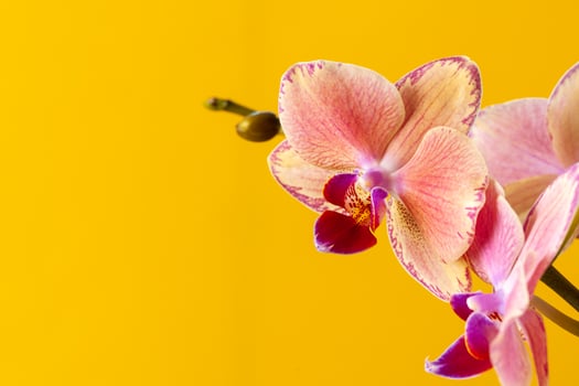 Orchid bloom flowers branch on yellow background photo
