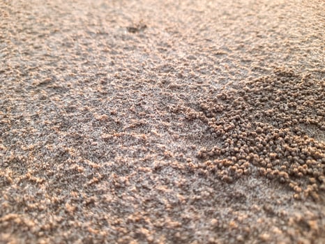 close up of beach sand texture in the afternoon with small sand balls made by the Beach Sand Crab. natural background photo