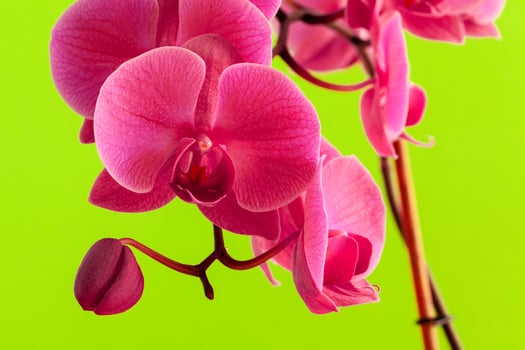 Close up of beautiful phalaenopsis orchid flowers photo