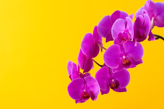 Purple orchid flowers on bright yellow background photo