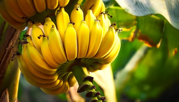 Close-up Sweet fresh banana fruit still hanging on the tree photo