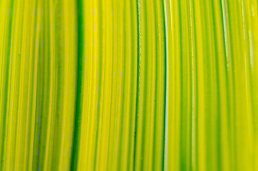 Top view yellow and green watercolor suitable for wallpaper or decoration design photo