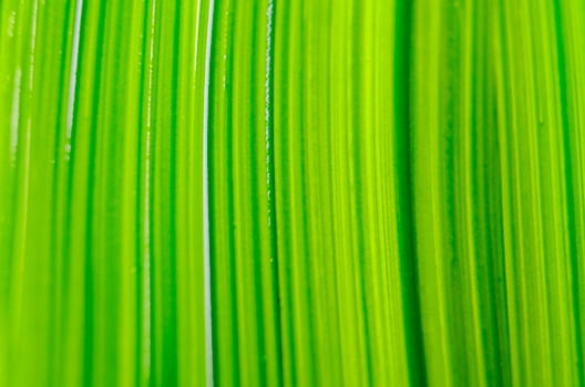 Top view of green watercolor suitable for wallpaper or decoration design photo