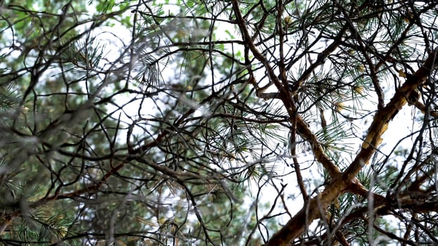 Bottom view of pine tree branches on bright sky background. Stock footage. Close up for green coniferous tree branches swaying in the wind in the forest. photo