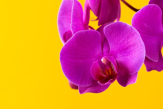 Purple orchid flowers on bright yellow background photo