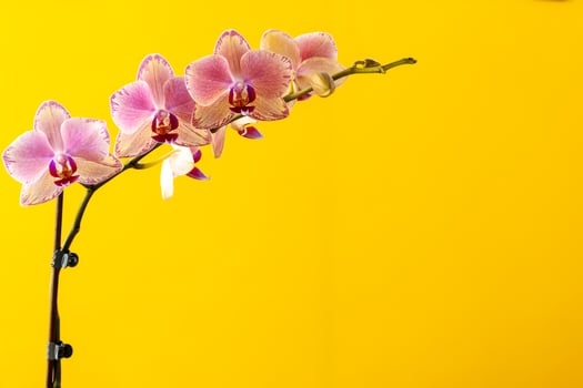 Orchid bloom flowers branch on yellow background photo