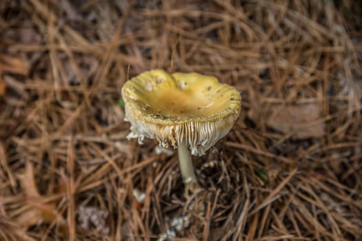Mushroom on the forest floor photo