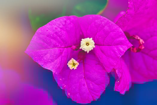 Vibrant Magenta Bougainvillea Close-Up photo