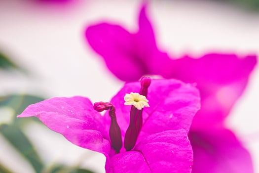Vibrant Pink Bougainvillea Flowers Close-Up photo