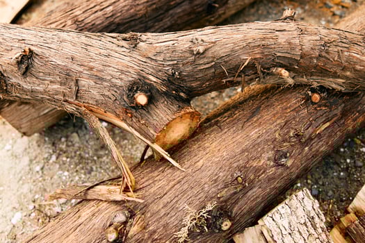 Bird perched on top of a rustic pile of firewood in a peaceful woodland setting photo