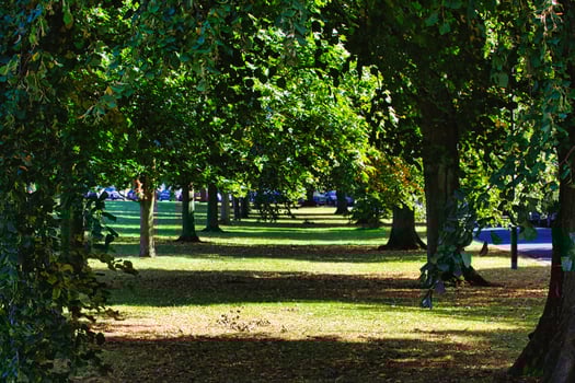 Serene Tree-Lined Pathway in a Park in Harrogate, UK photo
