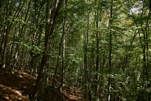 Adventure on Wheels Skateboarding Through the Enchanted Forest Path Amidst Towering Trees and Nature photo