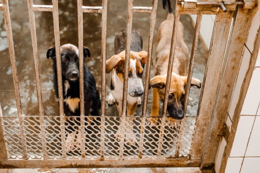 A miserable stray dog is sitting in a soiled cage at the shelter, staring sadly photo