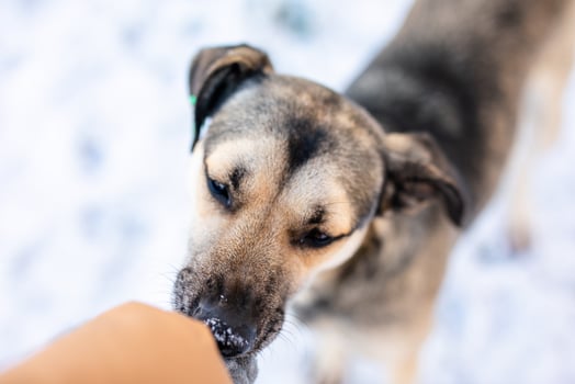 A miserable stray dog in the bitter winter cold is looking for love and attention from a kind person on the street photo