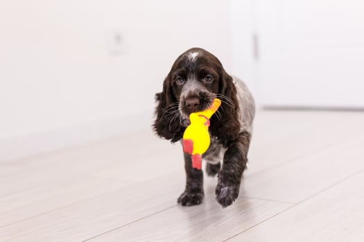 Young springer spaniel dog playing with toy on a floor at home photo