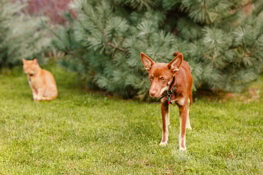 Australian Kelpie puppy lying outside on green lawn, playing with cats and having fun photo