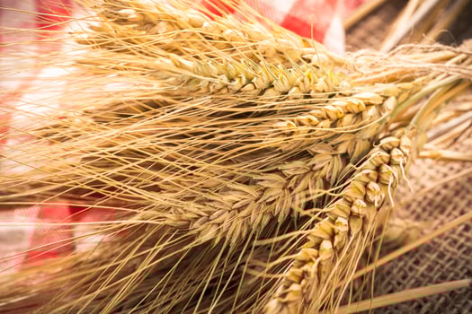 Ears of wheat on a sackcloth photo