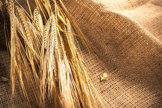 Ears of wheat on a sackcloth photo