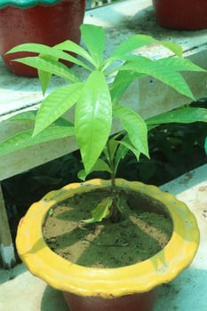Gustavia gracillima woody, flower, medicinal plant photo