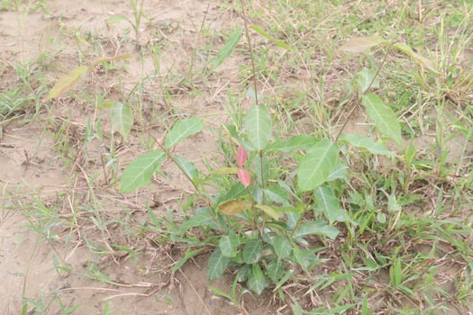Ichnocarpus frutescens medicinal plant on forest photo