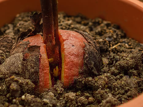 Macro shot of sprouted avocado seed planted in a potted on a wooden table. photo