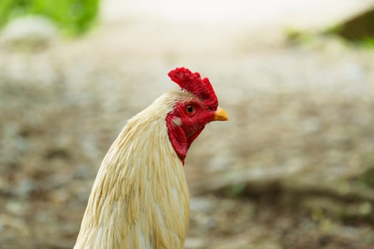photography of closeup of white male village chicken photo