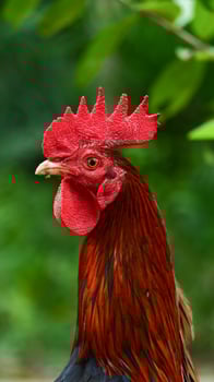 close up portrait of rooster with blurry background photo