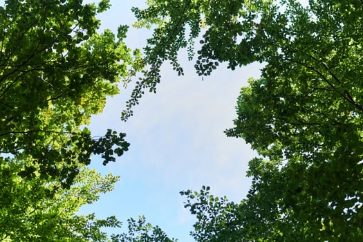 The captivating photograph captures a breathtaking panorama of lush, verdant forest areas, showcasing the serene beauty and natural richness of the picturesque green landscape photo