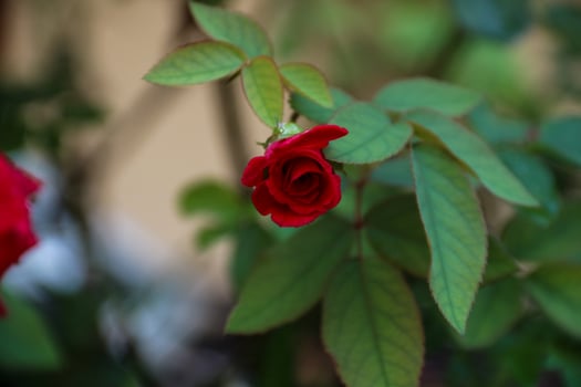 red roses blooming in the garden in the morning with dew drops photo