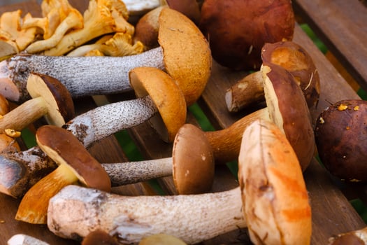 There are a lot of wild mushrooms on the table , aspen and blackberries . Mushrooms in the forest. Mushroom picking photo