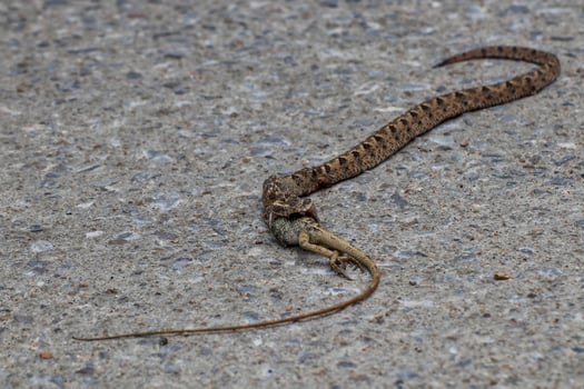 A snake is eating a lizard on the ground in the middle of the road. photo