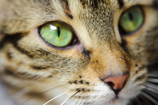 A close-up of a cat's face with green eyes. A cat with a mustache photo