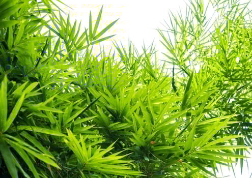 Vivid green color of bamboo leaves photo