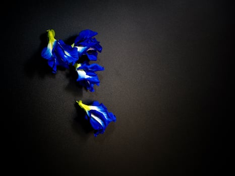 Blue petal of Butterfly Pea flower photo