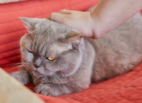 Hand petting a grumpy gray British Shorthair photo