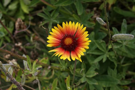 Natural Yellow Forest Flower photo