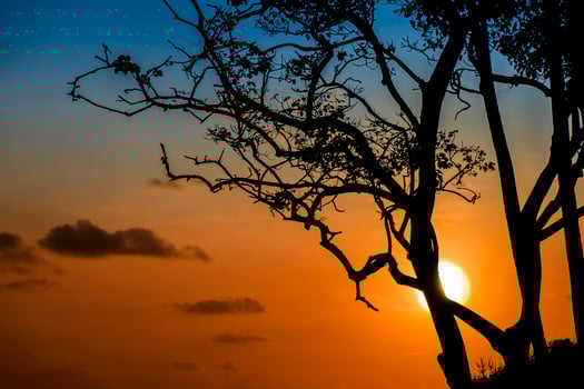 Silhouette tree with sunset sky background. photo