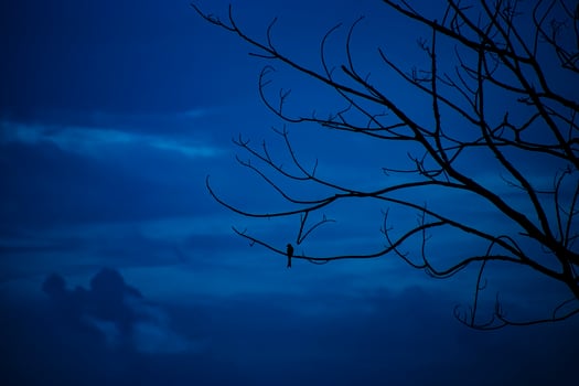 Silhouette small bird on branch with deep blue sky. photo